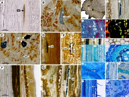 Special Permanent Tissues: Laticiferous and Glandular Tissues in Plant Physiology Featured Image.