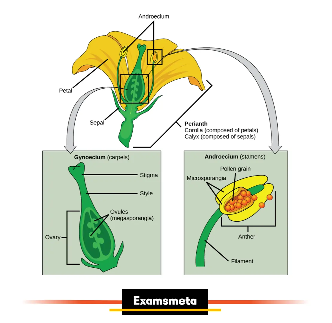 Structural Components of a Flower Structural Components of a Flower: Androecium, Gynoecium, Corolla, and Calyx.