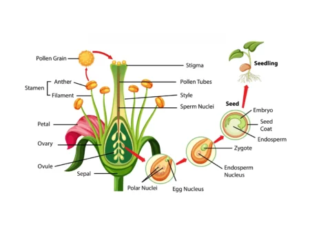 Structure and Morphology of Dicotyledonous Seeds & Flowering Plants