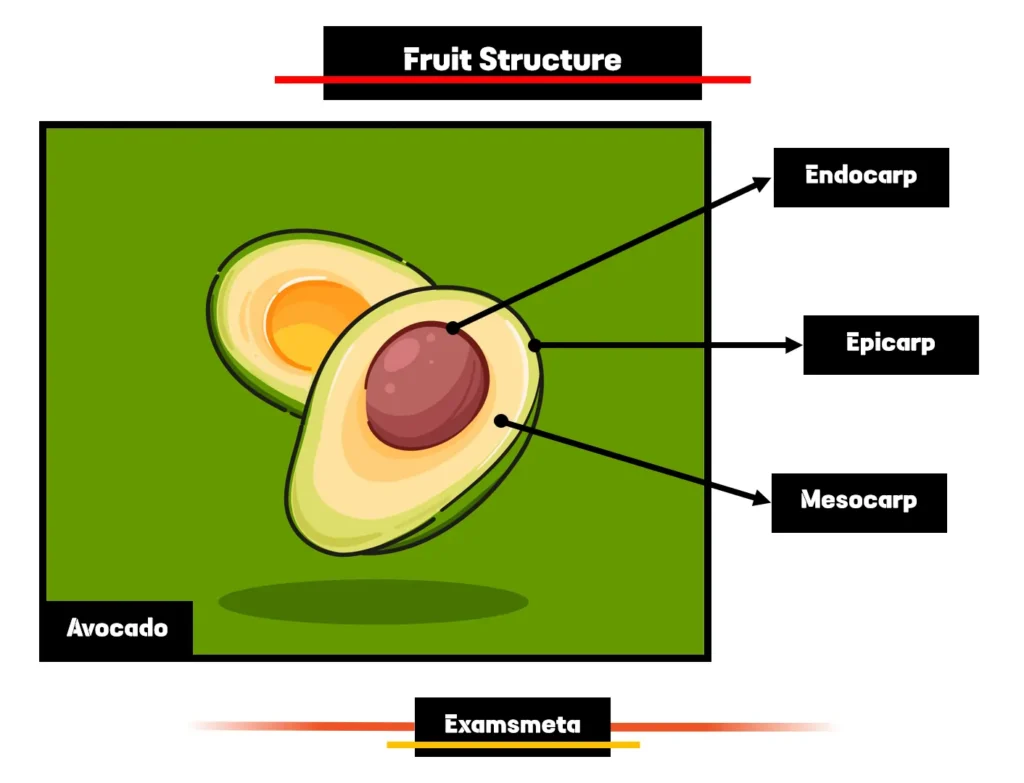 Structure of Fruits (Avocado) Structure of Fruits (Avocado)