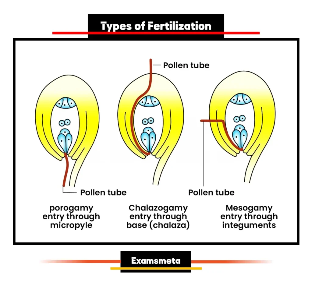 Types of Fertilization Types of Fertilization