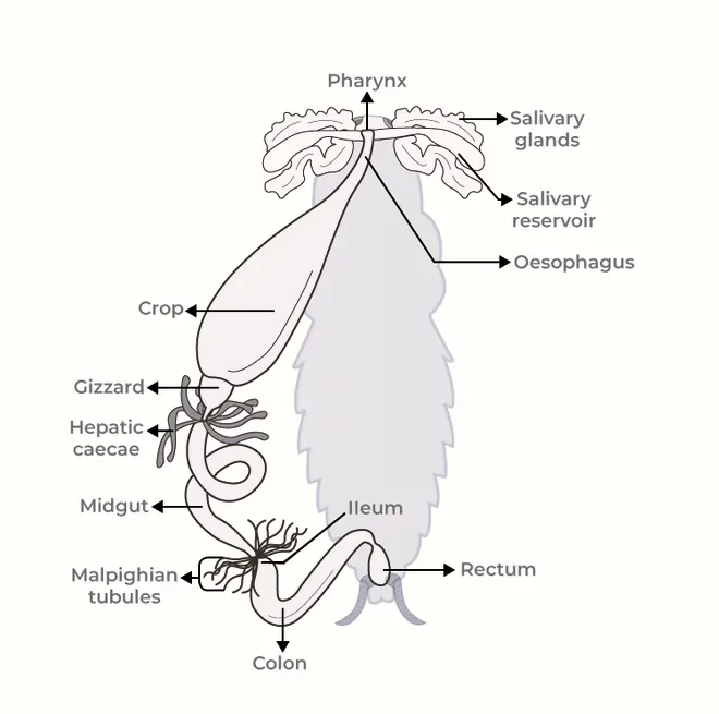 Anatomy of Cockroach