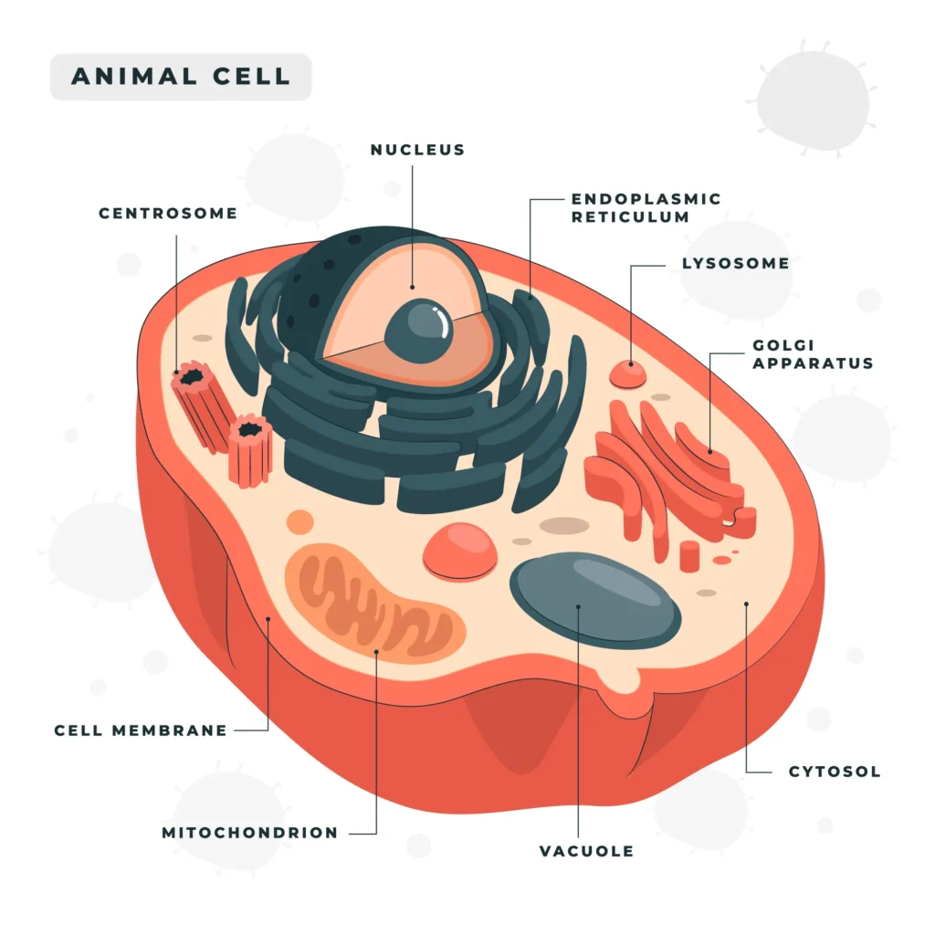 Animal Cell Structure