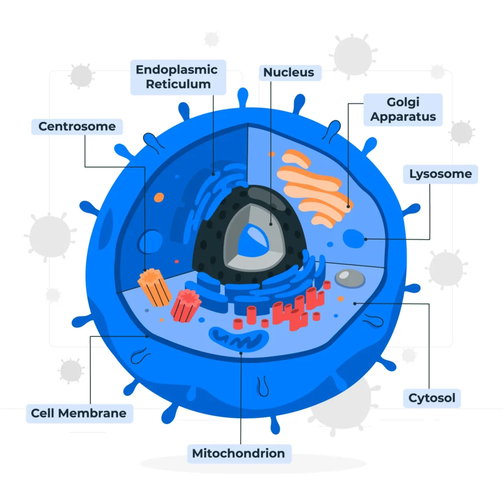 Animal Cells