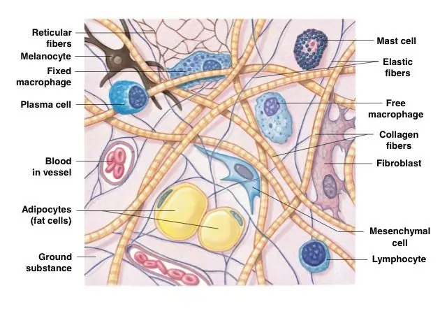 Connective Tissue Connective Tissue