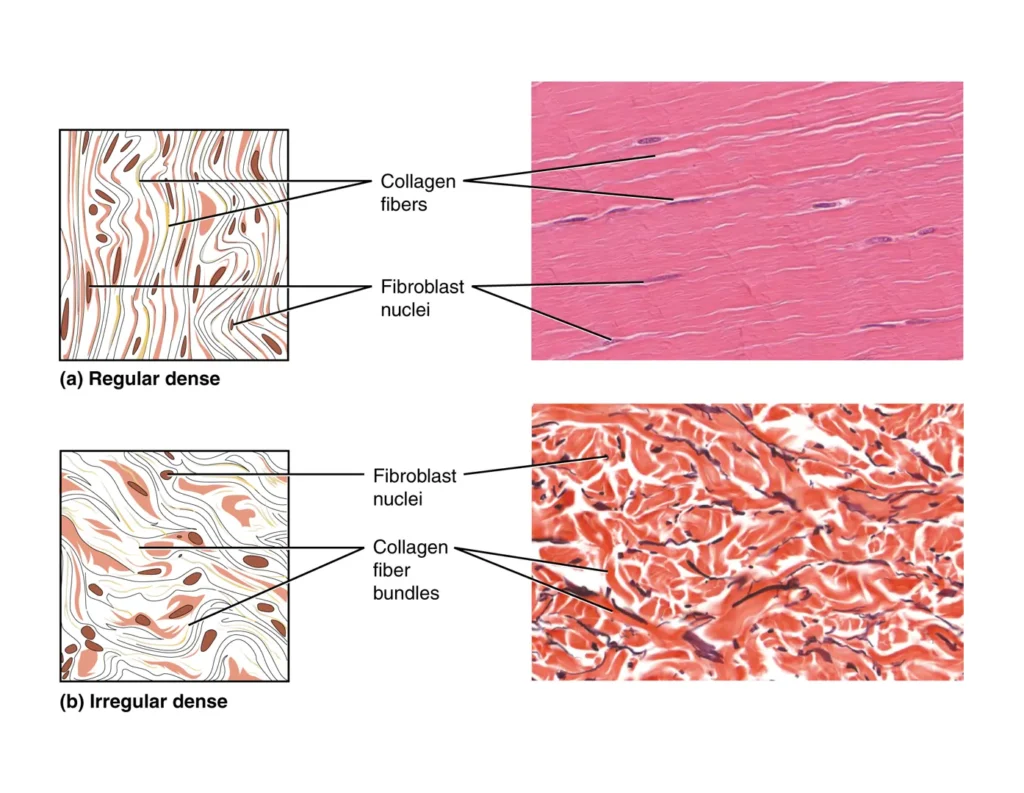 Dense Connective Tissue Dense Connective Tissue