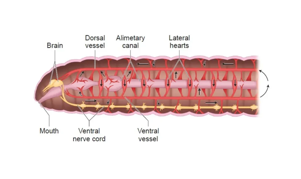 Earthworm Circulatory System Earthworm Circulatory System