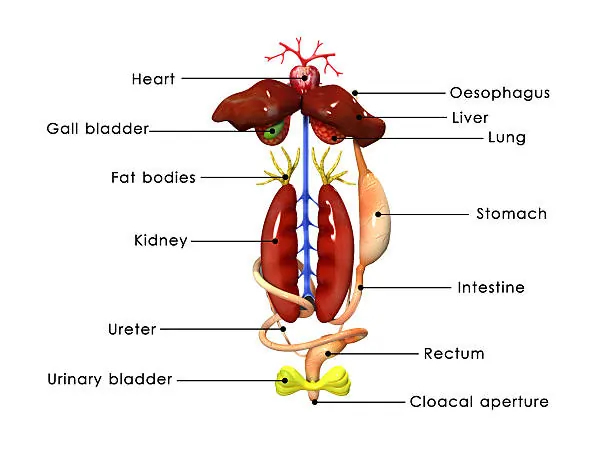 Frog Digestive System