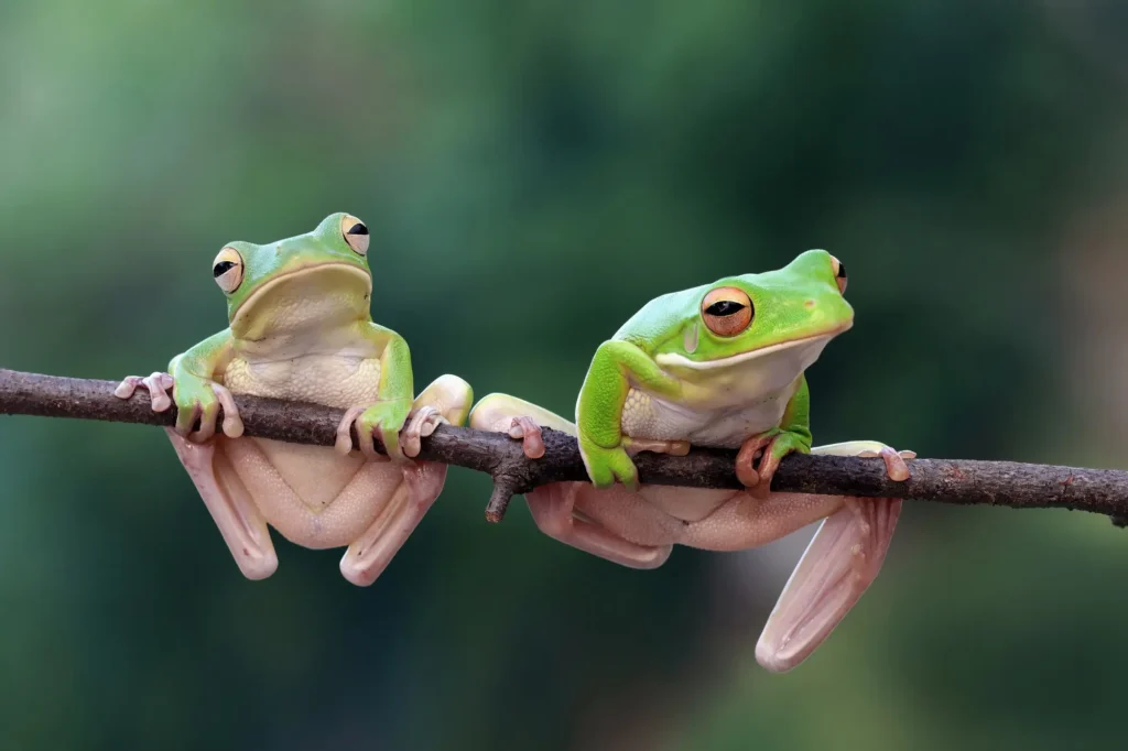 Frogs