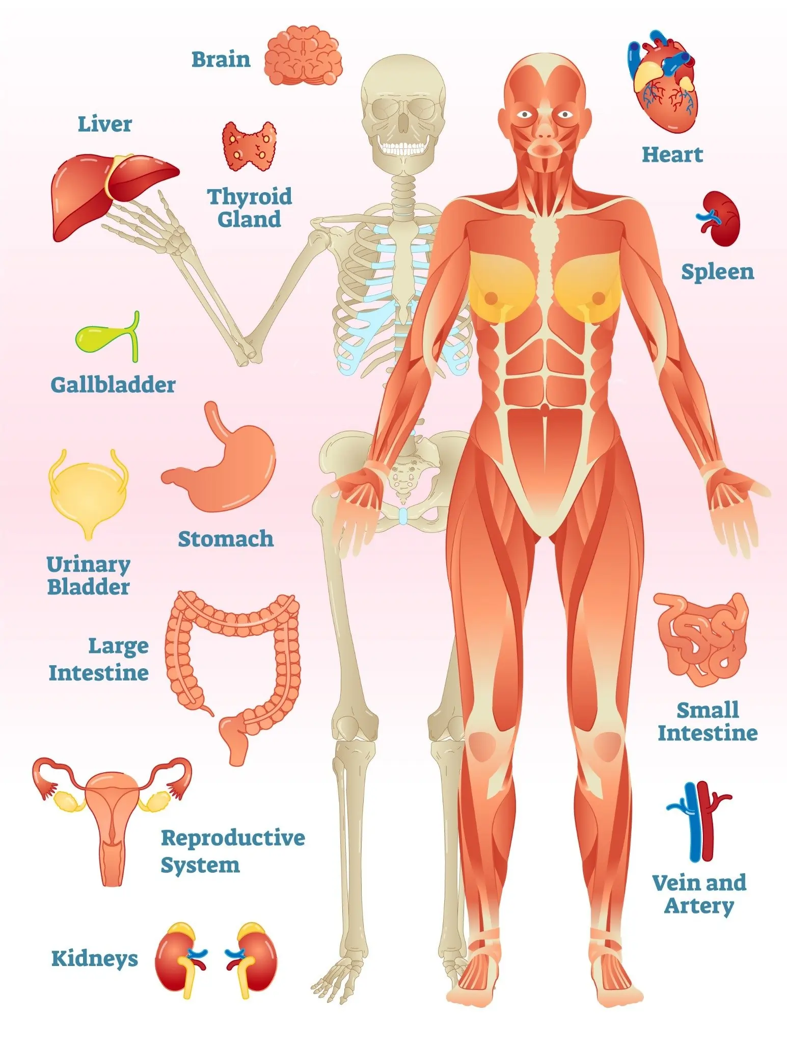 Human Organs and Organ Systems