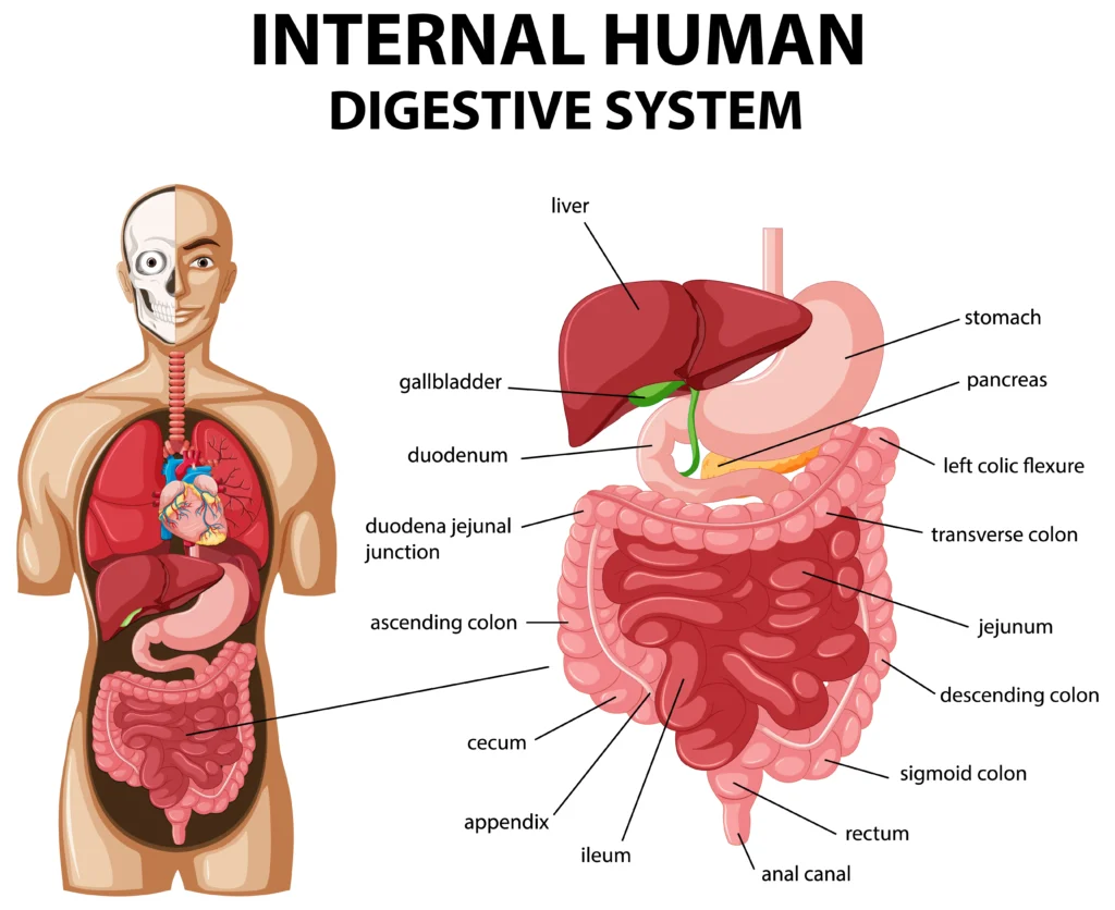 Diagram showing internal human digestive system Diagram showing internal human digestive system
