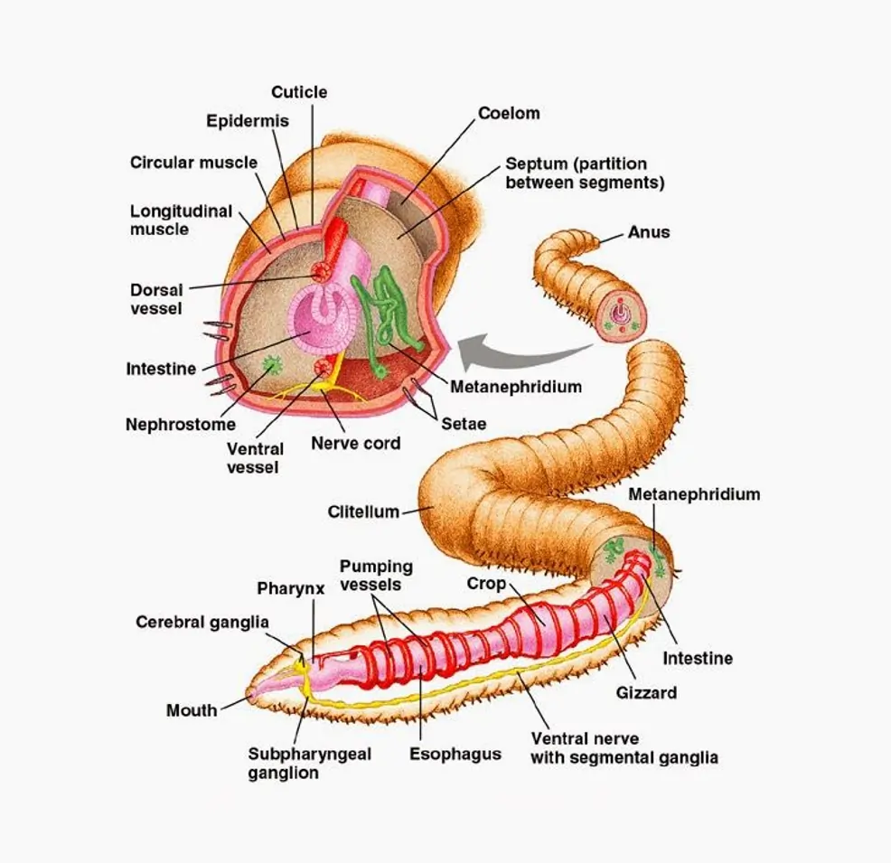 Internal Anatomy of Earthworm Internal Anatomy of Earthworm