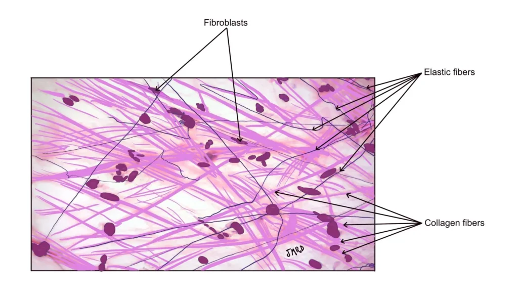 Loose Connective Tissue Loose Connective Tissue