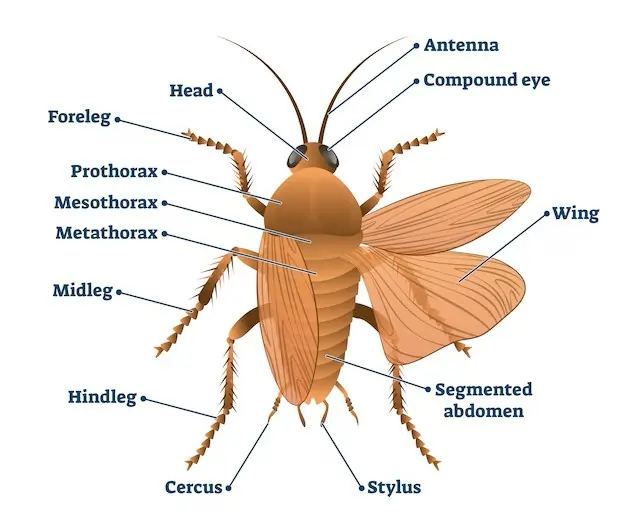 Morphology of Cockroach Morphology of Cockroach