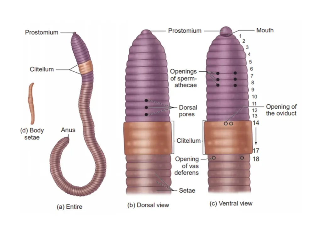 Morphology of Earthworms Morphology of Earthworms