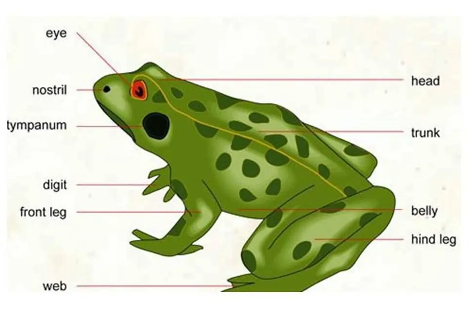 Morphology of a Frog