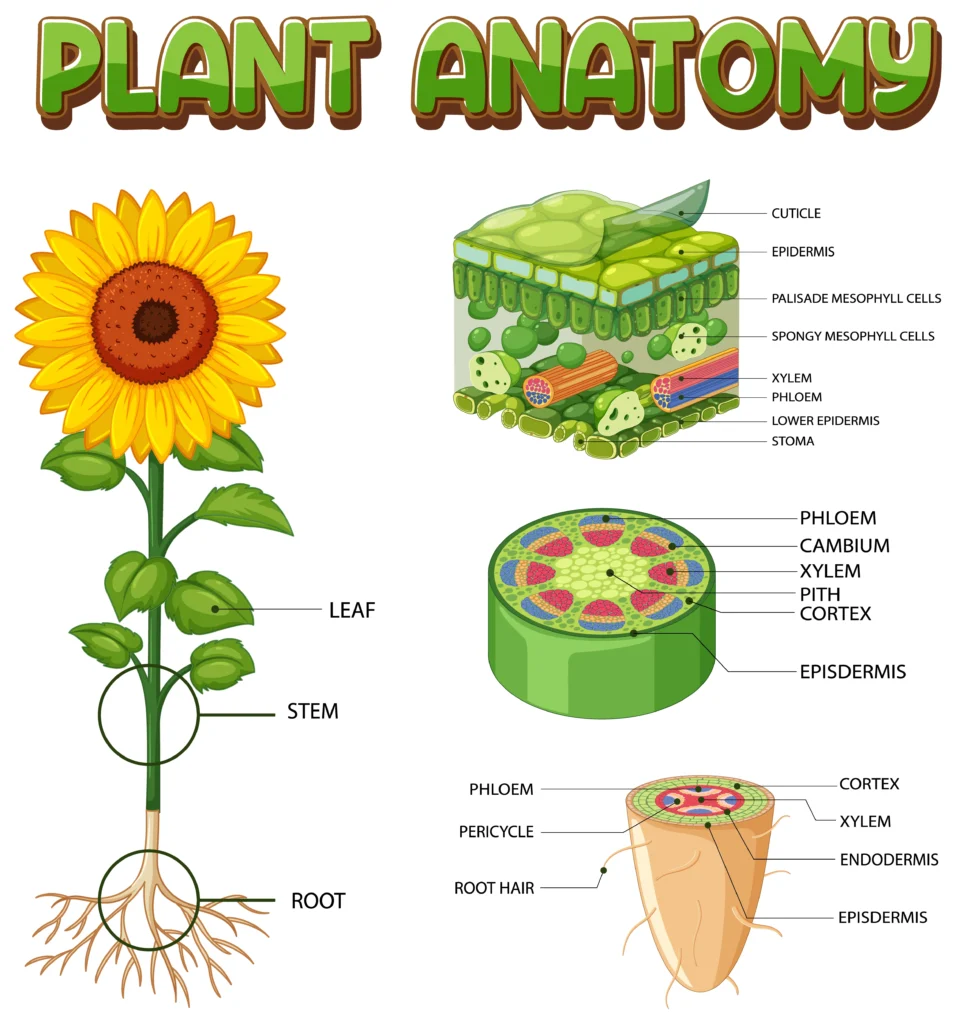 Plant Organ Systems Plant Organ Systems