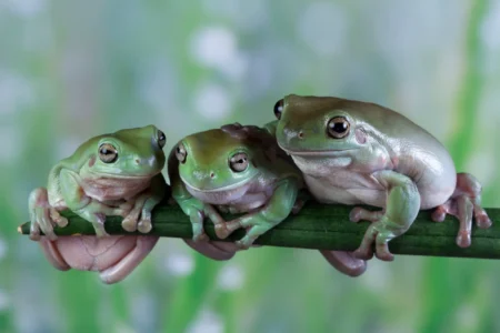 Structural Organization and Complexity in Animals