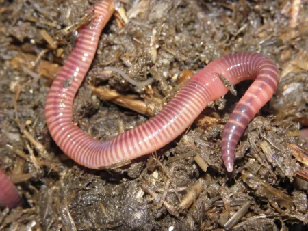 Anatomy of Earthworms: A Comprehensive Guide to Nature’s Unsung Heroes