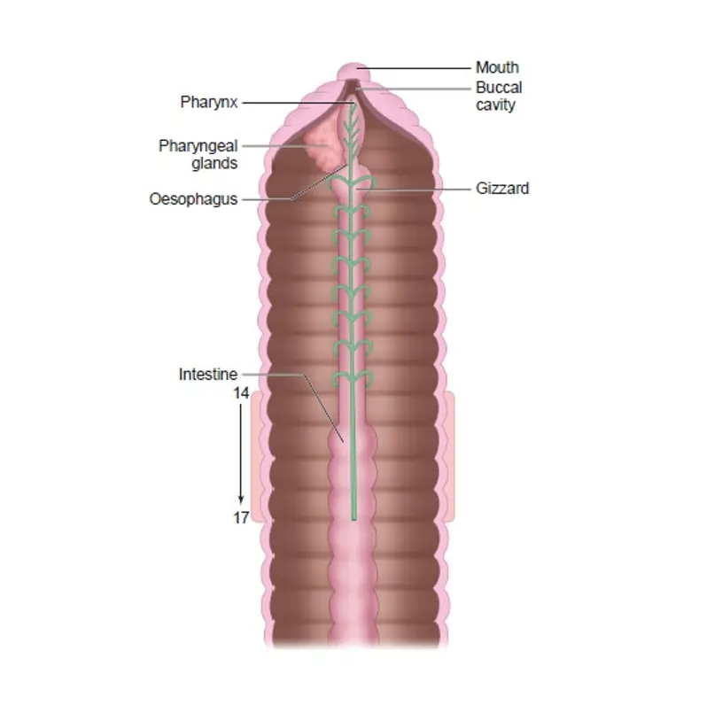 Digestive System of Earthworms