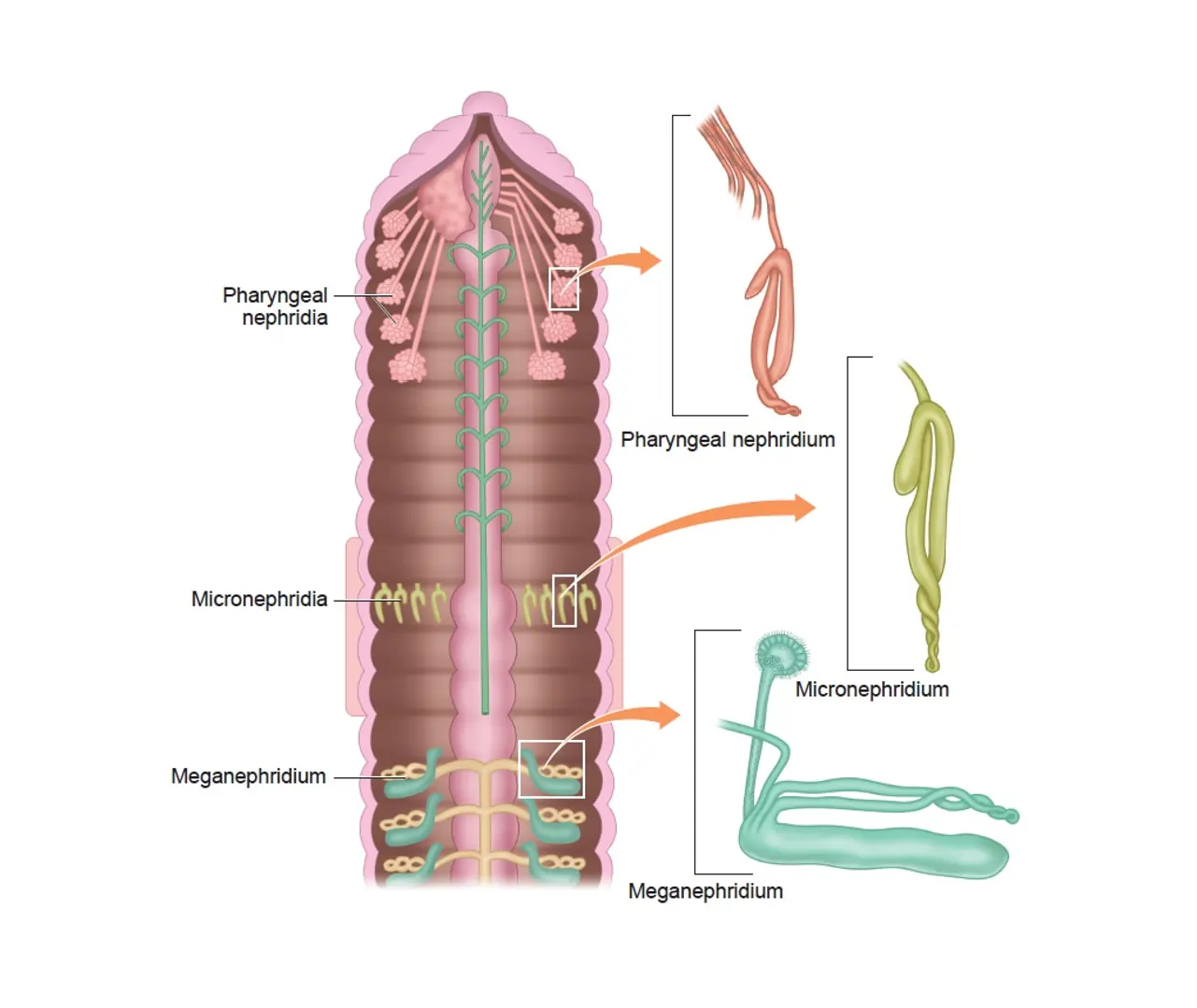 The Excretory System of Earthworms The Excretory System of Earthworms