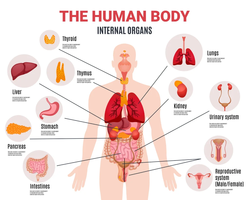 Human Organs The Human Body Internal Organs and Organ Systems