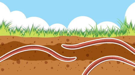 The Morphology of Earthworms