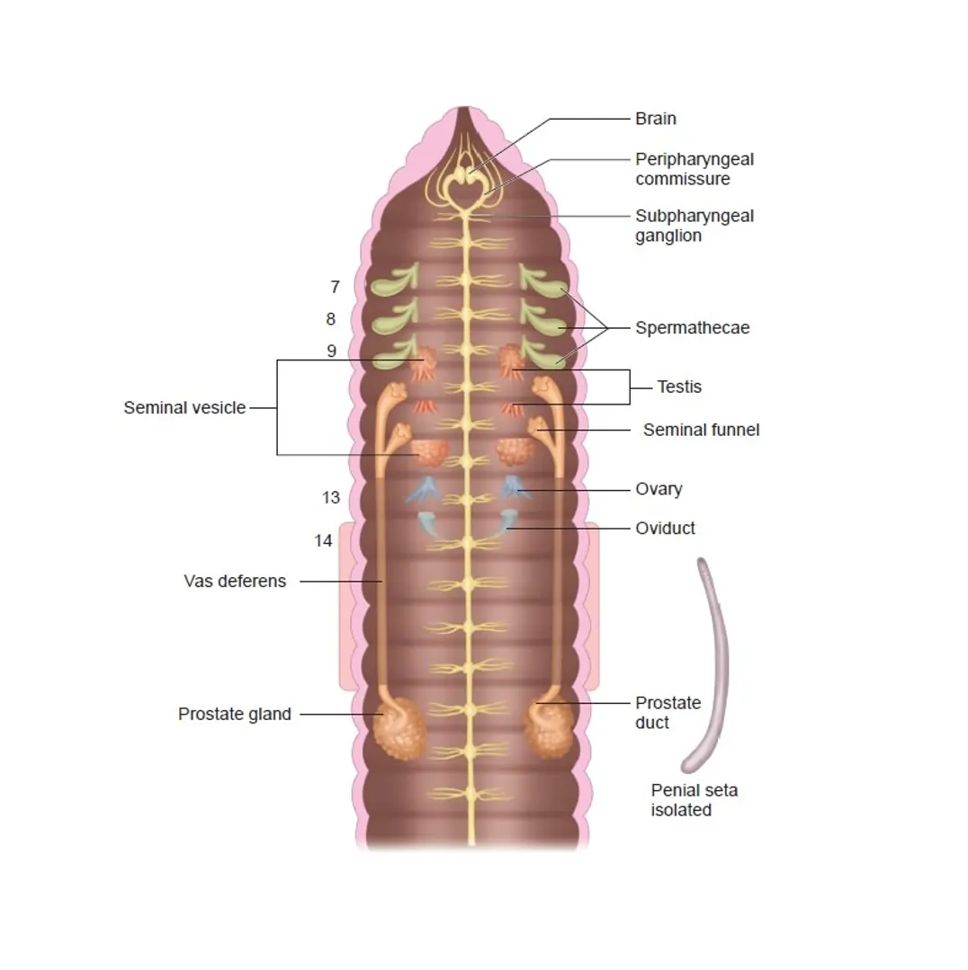 The Reproductive System of Earthworms The Reproductive System of Earthworms