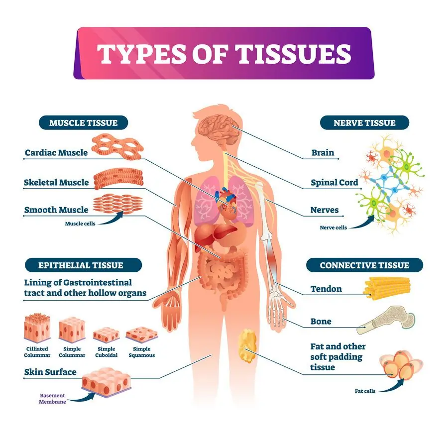 Types of Tissues: Epithelial Tissues, Connective Tissues, Muscular Tissues, and Nervous Tissues Types of Tissues: Epithelial Tissues, Connective Tissues, Muscular Tissues, and Nervous Tissues