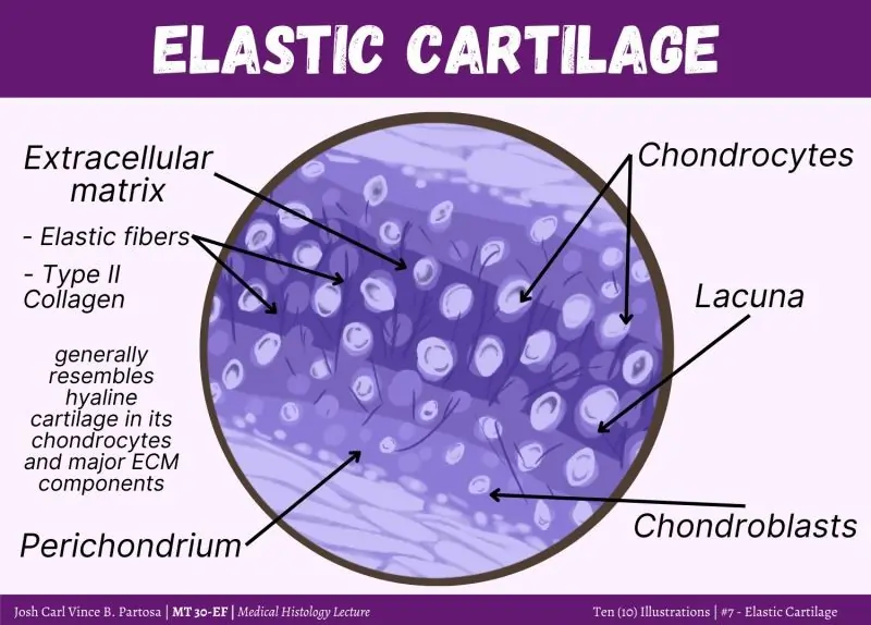 Elastic Cartilage Elastic Cartilage