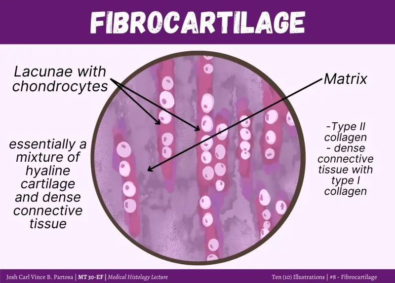 Connective Tissue: The Essential Framework of the Body 1 Fibrocartilage