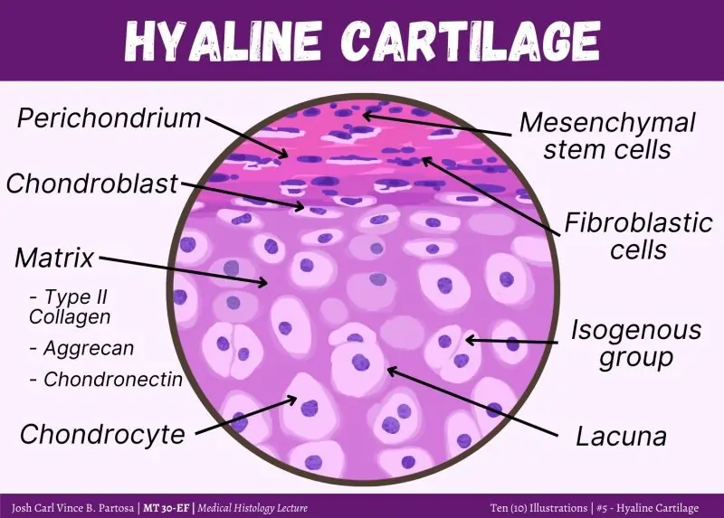 Hyaline Cartilage Hyaline Cartilage
