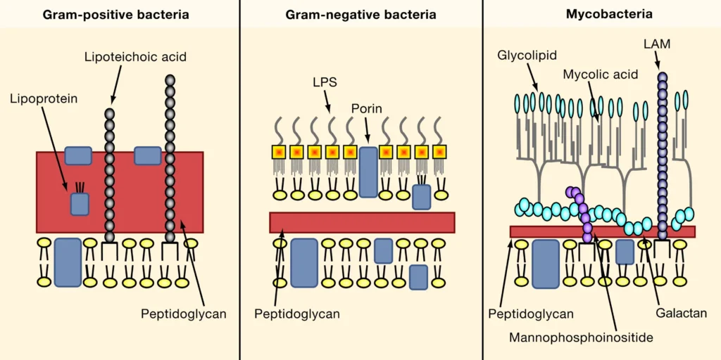 Classification of the Cell Envelope: Gram-Positive Bacteria, Gram-Negative Bacteria, and Mycobacteria Classification of the Cell Envelope: Gram-Positive Bacteria, Gram-Negative Bacteria, and Mycobacteria: A Unique Case.