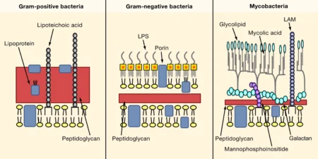 The Cell Envelope: The Protective Shield of Prokaryotic Cells Cell Envelope