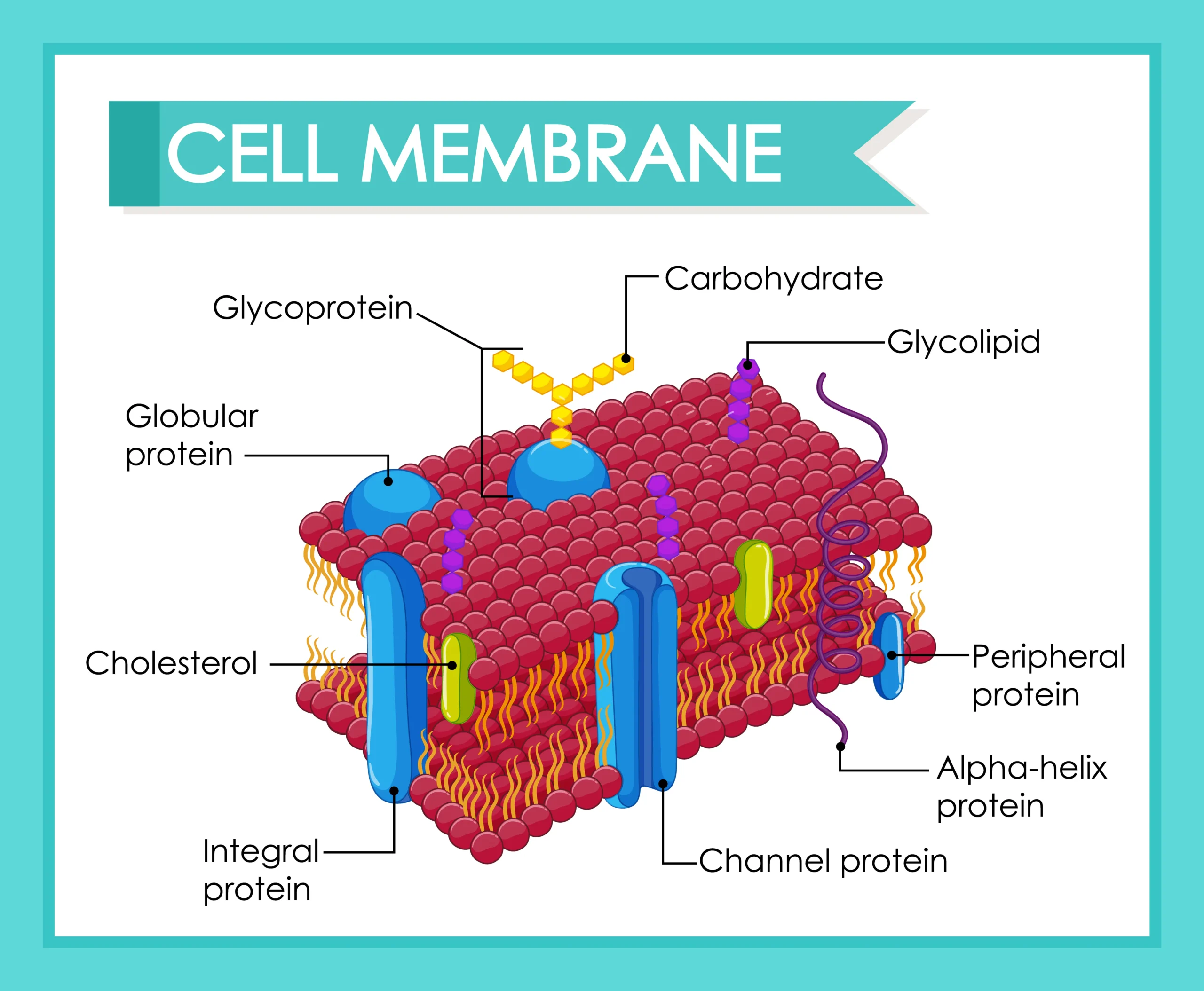 Cell Membrane Structure