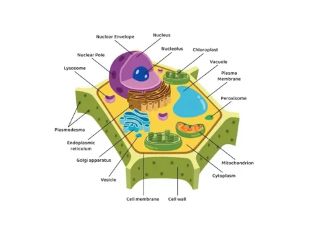 Cell Wall: Structure, Composition, Functions, and Evolutionary Significance