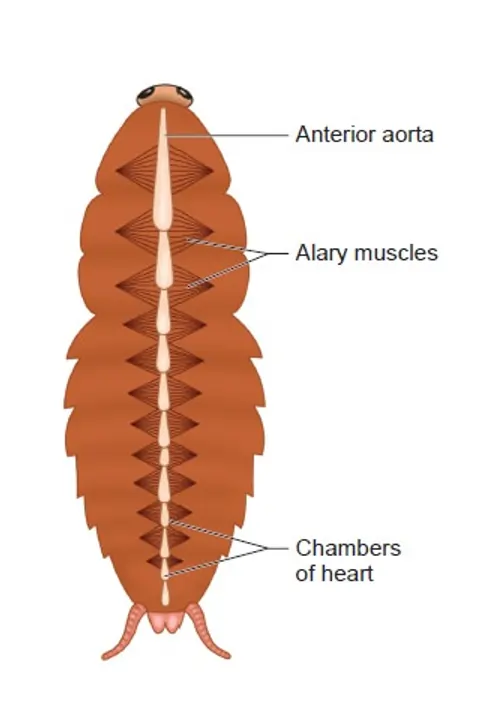Circulatory system of cockroach Circulatory system of cockroach