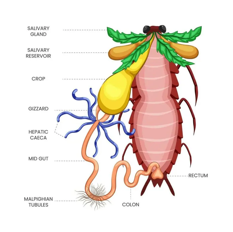Cockroach Digestive System Cockroach Digestive System