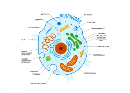 Eukaryotic Cells Explained: Definition, Structure, Functions, and Importance Eukaryotic Cells: Definition, Anatomy, Functions, and Their Importance