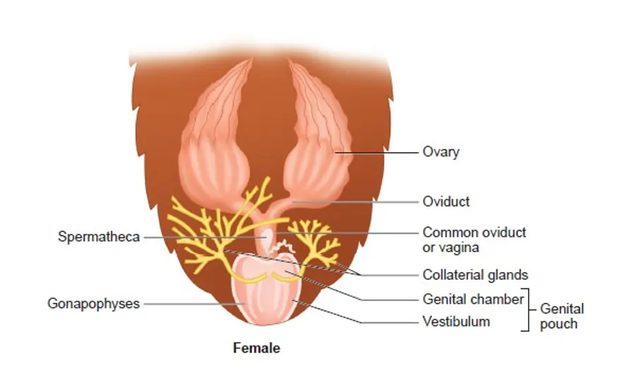 Female Reproductive System of Cockroach Female Reproductive System of Cockroach
