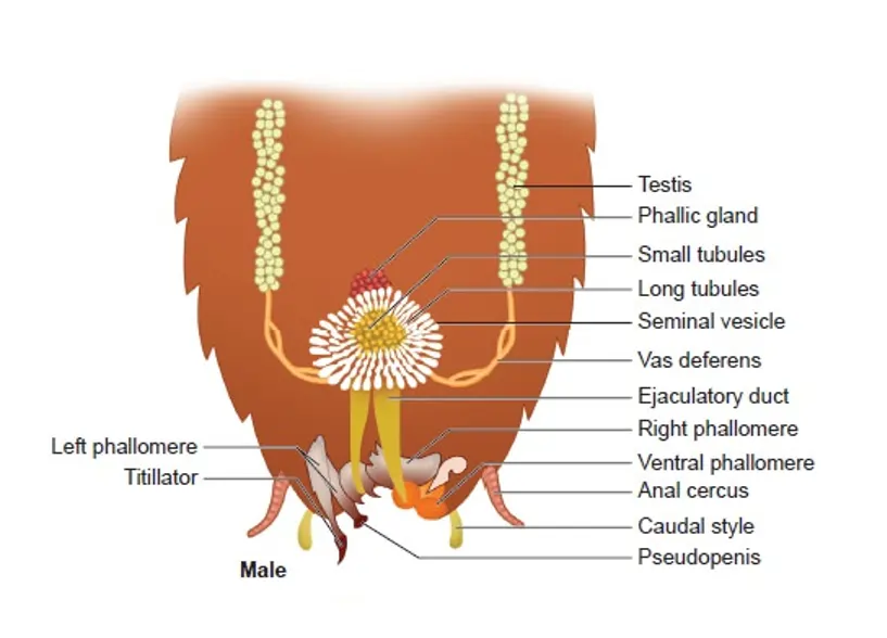 Male Reproductive System of Cockroach Male Reproductive System of Cockroach