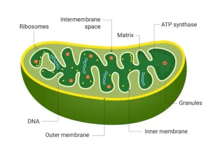 Mitochondria: A Comprehensive Guide to Their Structure and Functions Mitochondria Structure