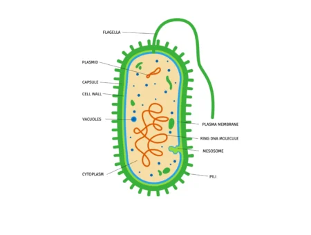 Prokaryotic Cells: Definition, Anatomy, Functions, and Their Importance Prokaryotic Cells: Nature’s Resilient Minimalists