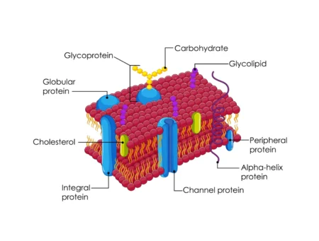 The Cell Membrane: Structure, Functions, and Evolutionary Significance The Cell Membrane: Structure, Functions, and Evolutionary Significance