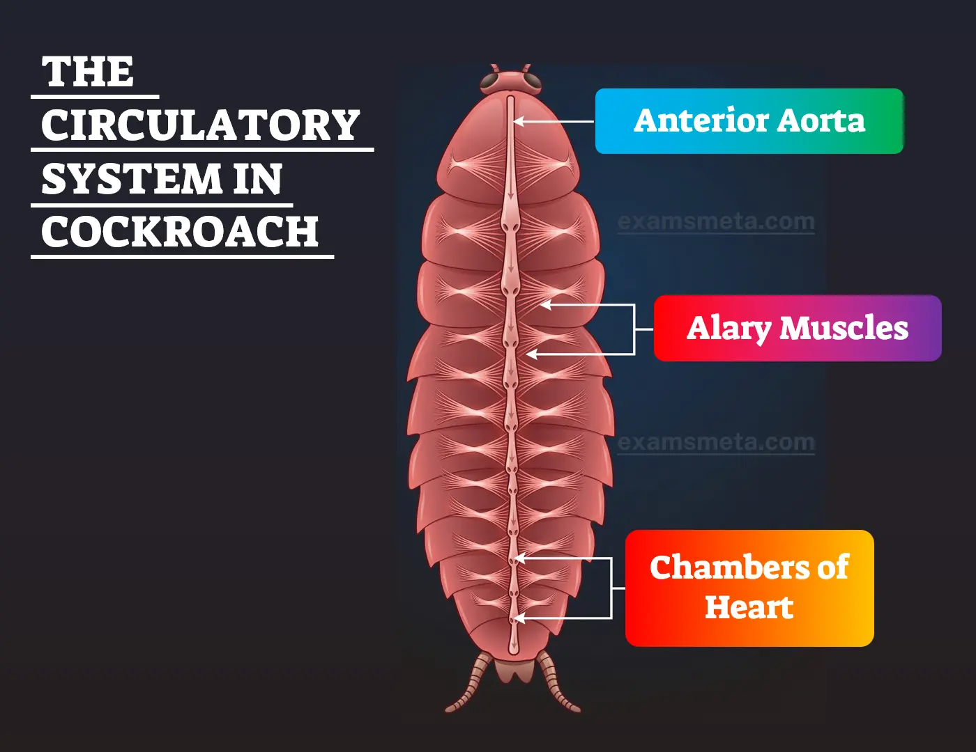 The Circulatory System in Cockroach