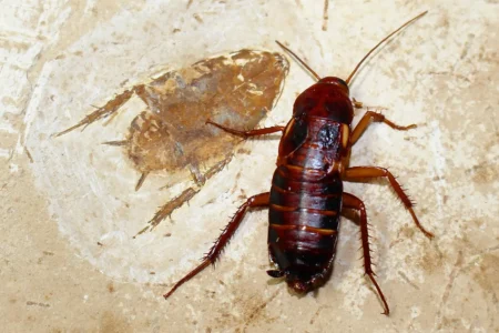 The Cockroach’s Alimentary Canal: Nature’s Masterpiece of Digestive Efficiency