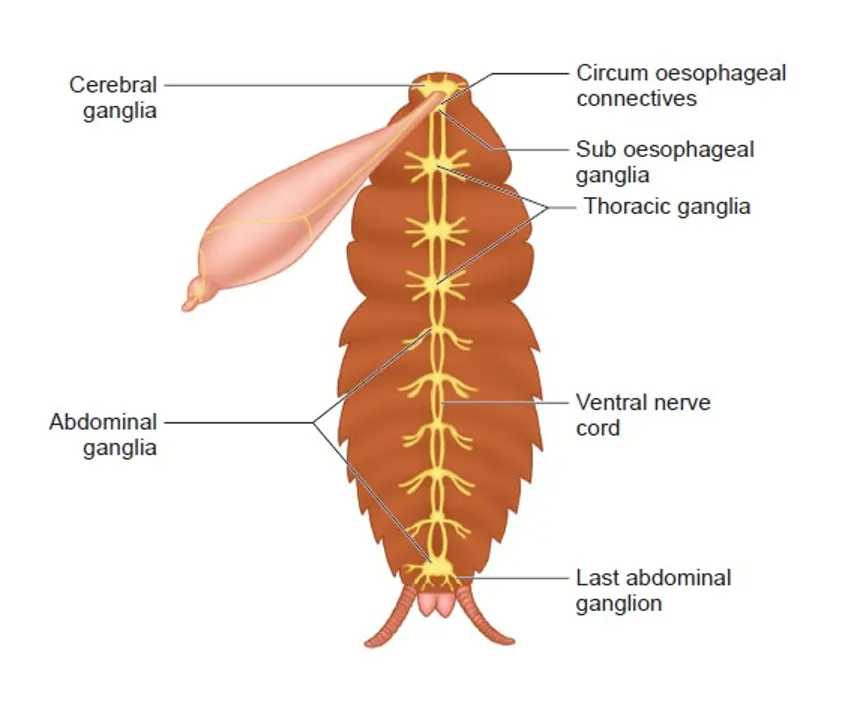 The nervous system of cockroach The nervous system of cockroach