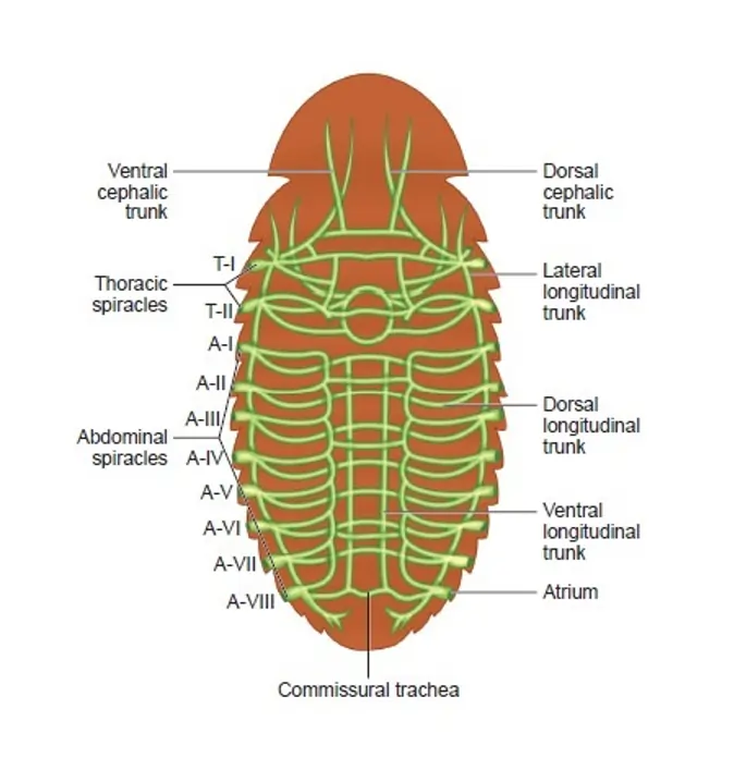 The respiratory system of the cockroach The respiratory system of cockroach