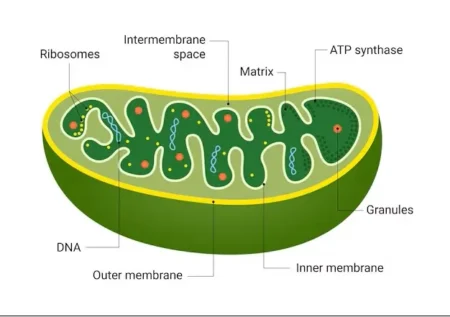 Structure of Mitochondria