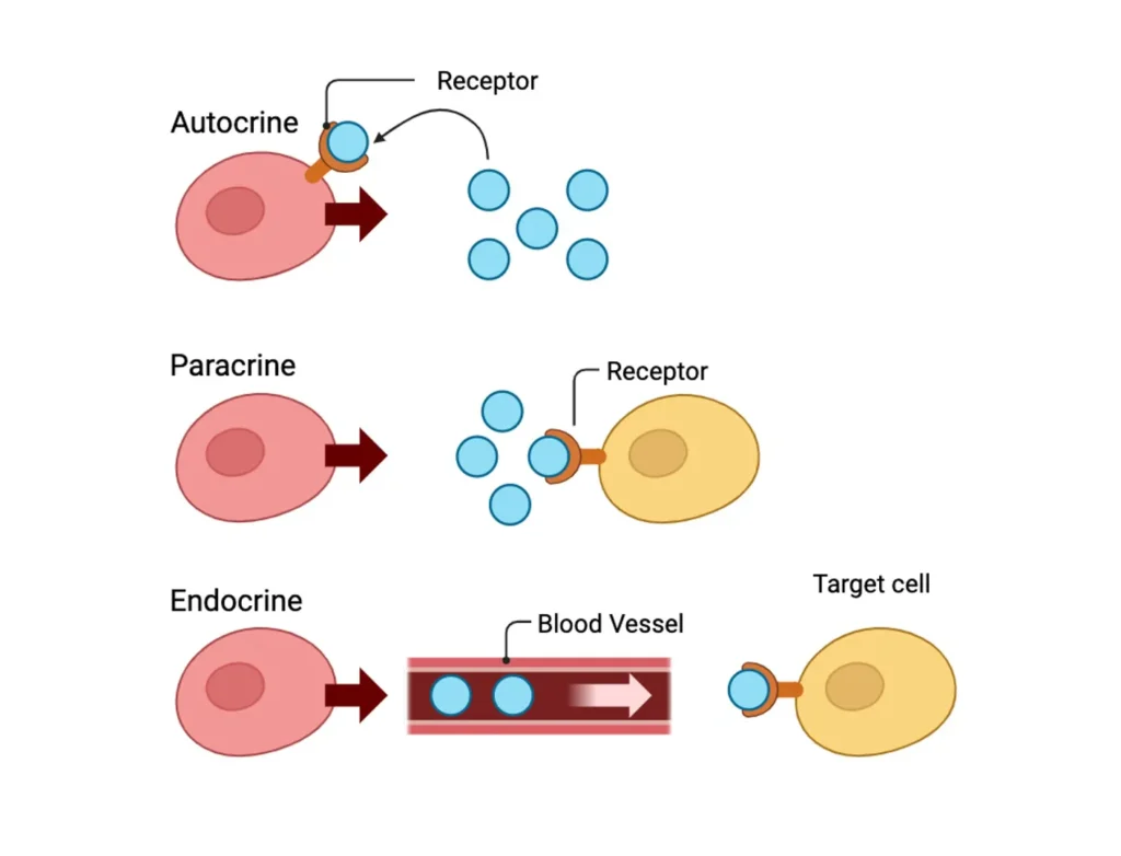 Autocrine Signaling, Paracrine Signaling, and Endocrine Signaling Autocrine Signaling, Paracrine Signaling, and Endocrine Signaling